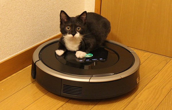 ルンバ-猫