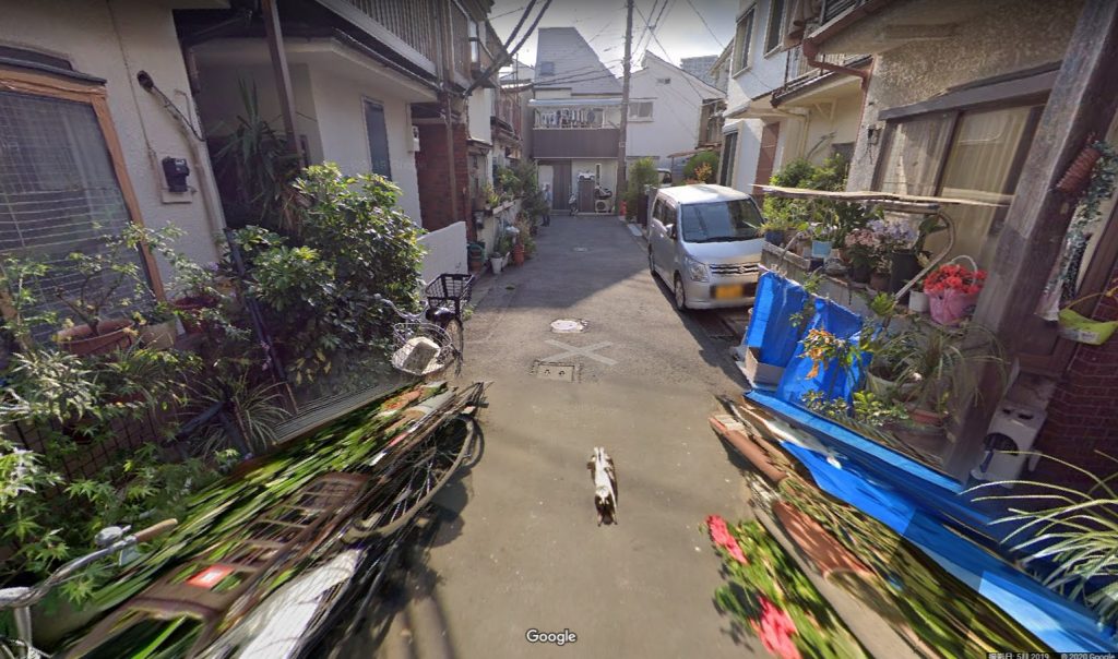 GoogleStreet View_猫